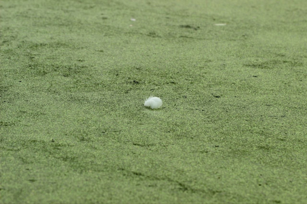 Schwanenfeder auf Wasserlinsen